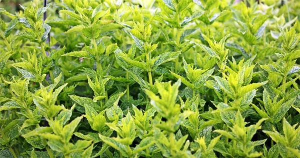 7月のコスモス管理、5つの簡単なコツで花を増やす方法