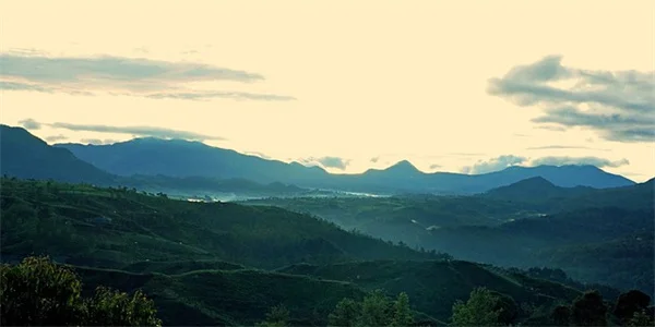 トマト害虫対策にケイソウ土 20ドルで効果を実感する方法
