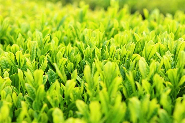 観葉植物の組み合わせで失敗しない！相性の良い種類と管理のコツ