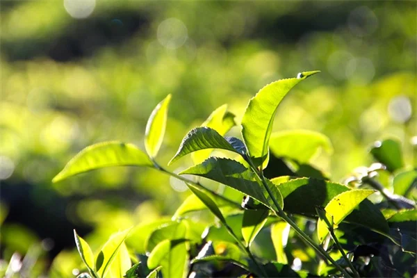 秋の多年草、切り戻す？プロが教える正解と失敗例