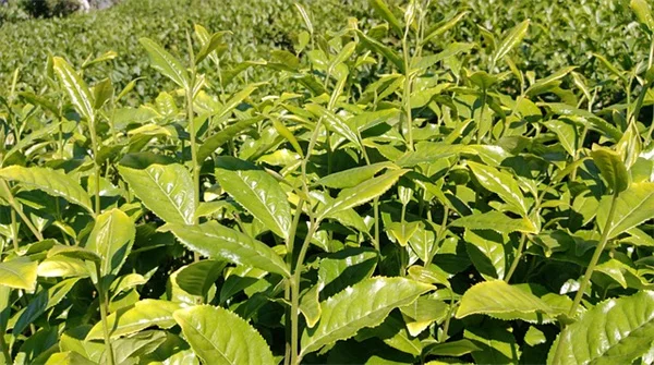 植物に性格はある？私が実践する性格診断で育て方のコツ