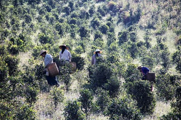 【原因8割】観葉植物が育たない時のチェックリスト